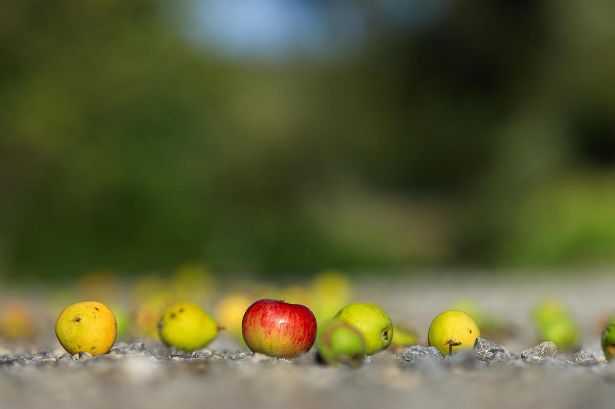 Erntereif. Von Natalie Politz aus Hildrizhausen.