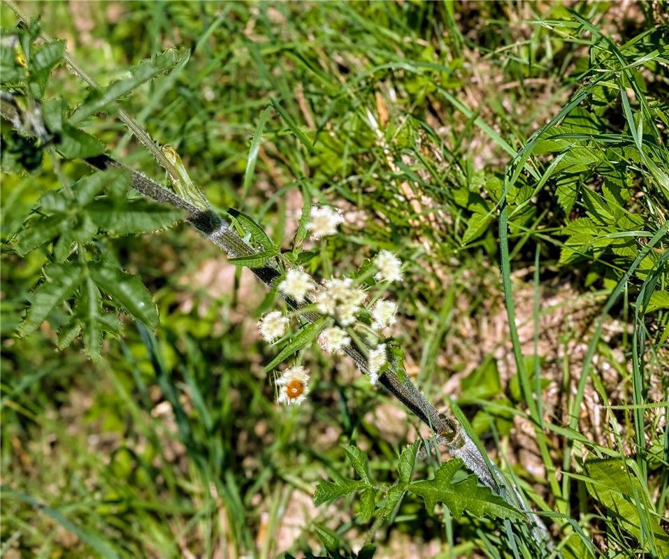 Erschienen: Achte und freue dich auch an kleinen Dingen im Alltag – Marienkäfer ...