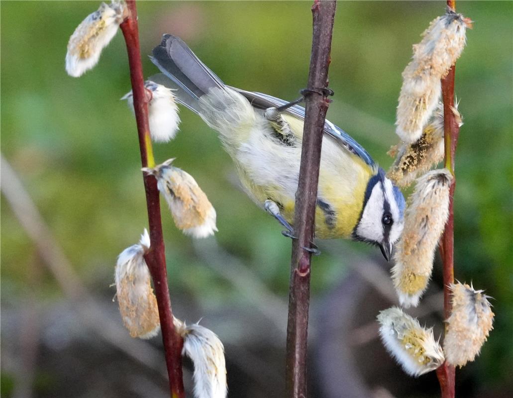 Erschienen Blaumeise bei der akrobatischen Futtersuche. Von Sieghard Gillich aus...