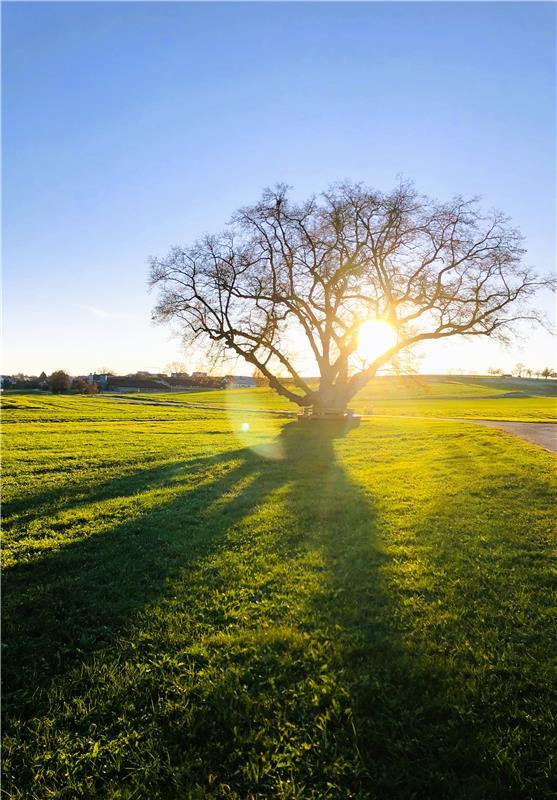 Erschienen: Das Naturdenkmal Obere Linde in Hildrizhausen.  Von Jürgen Löffler a...