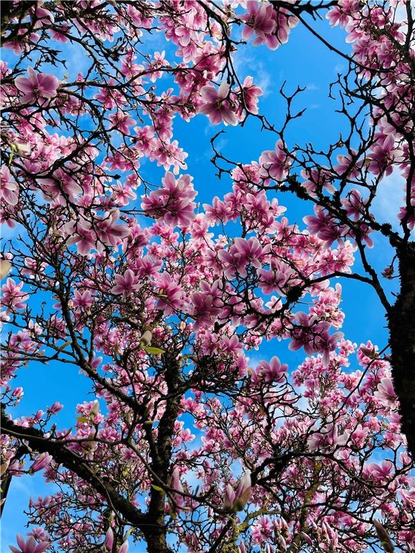 Erschienen Der Frühling kommt in voller Pracht. Von Lore Schäberle aus Herrenber...