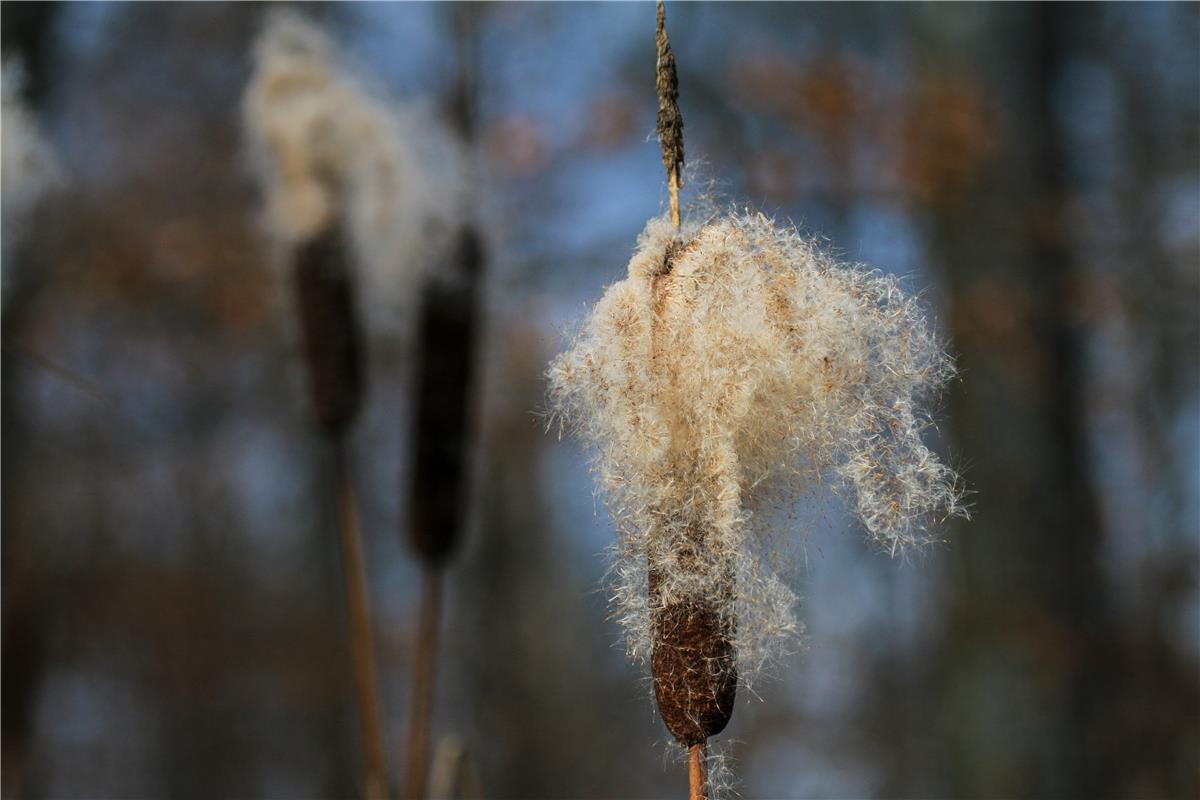 Erschienen Der flauschige Rohrkolben. Von Natalie Politz aus Hildrizhausen.