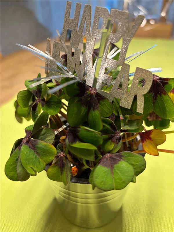 Erschienen Dieser Marienkäfer kam gestern aus einem Glücksklee hausgekrabbelt. V...