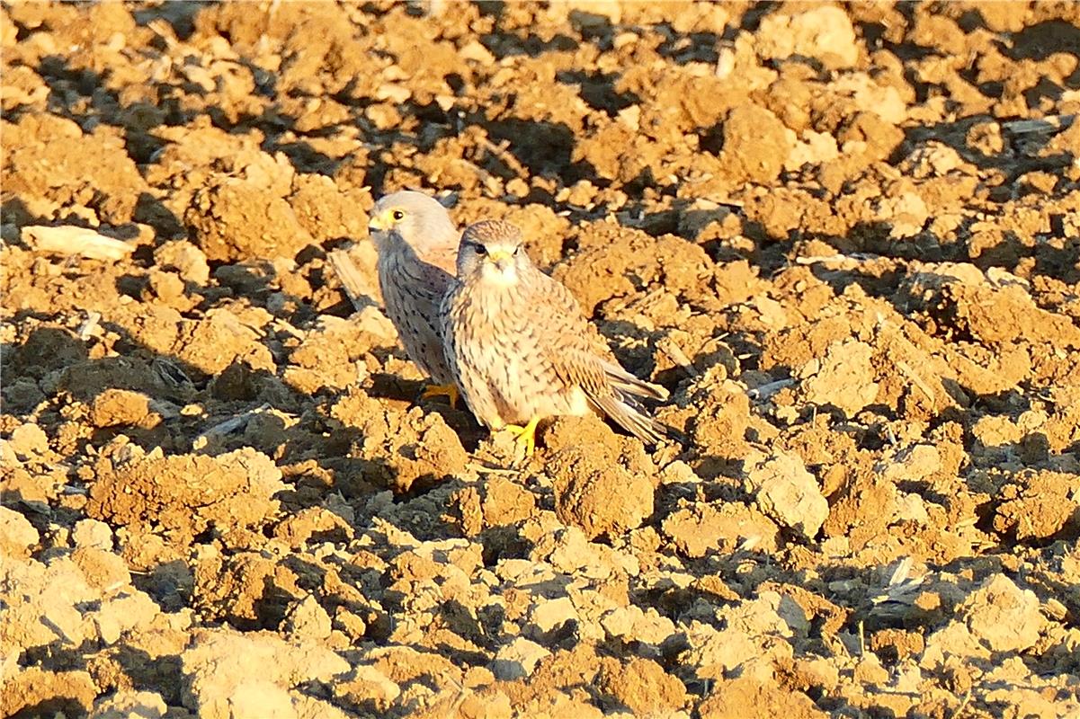 (Erschienen) Gut getarnt. Von Patricia Castillo aus Affstätt.