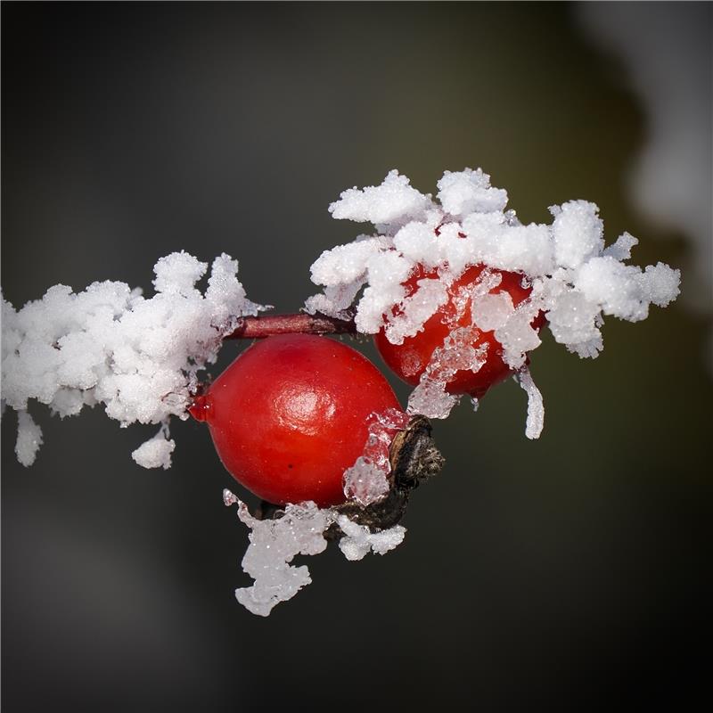 Erschienen Hagebutte on Ice.  Von Simon Röhm aus Nufringen.
