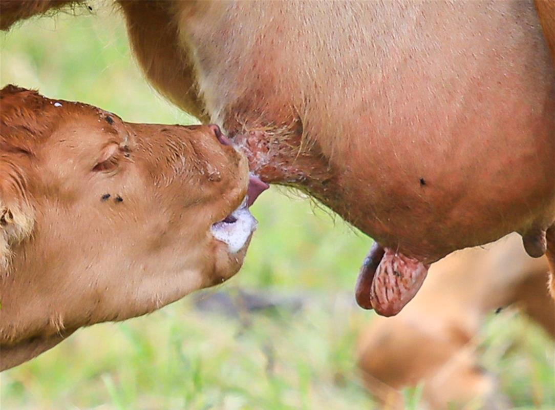Erschienen: Mhhhhh, lecker Milch ...  Von Natalie Politz aus Hildrizhausen.