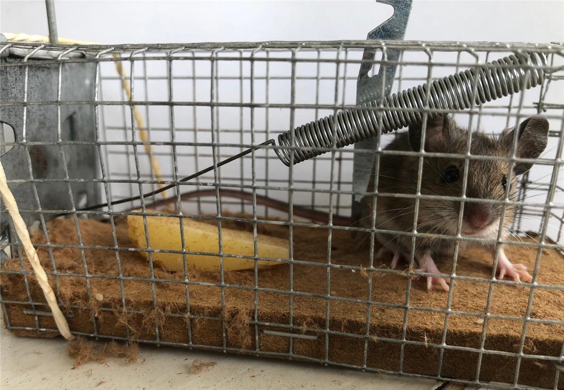 Erschienen „Mit Speck fängt man Mäuse!“ Aber auch Käse lockt sie ins Gehäuse. Je...