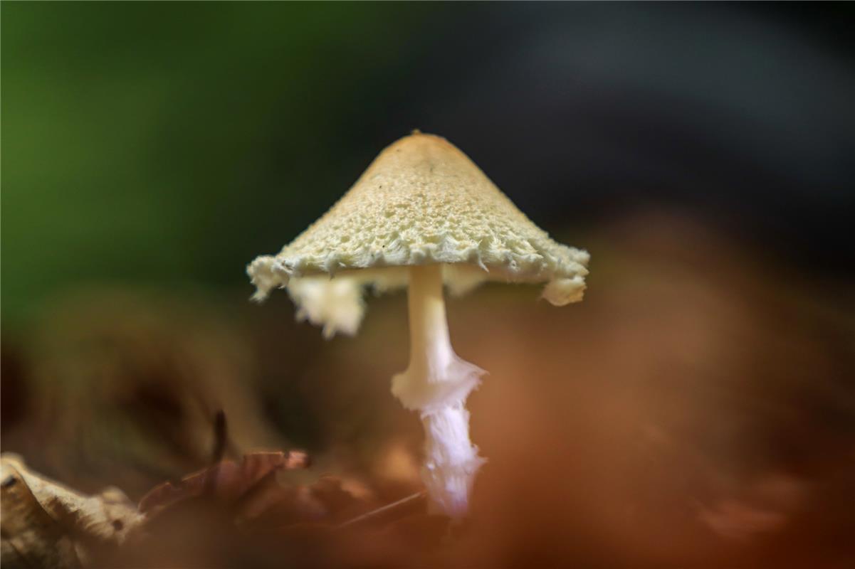 Erschienen Nach der Regenzeit letzte Woche kann man zur Zeit schön die Pilze fot...
