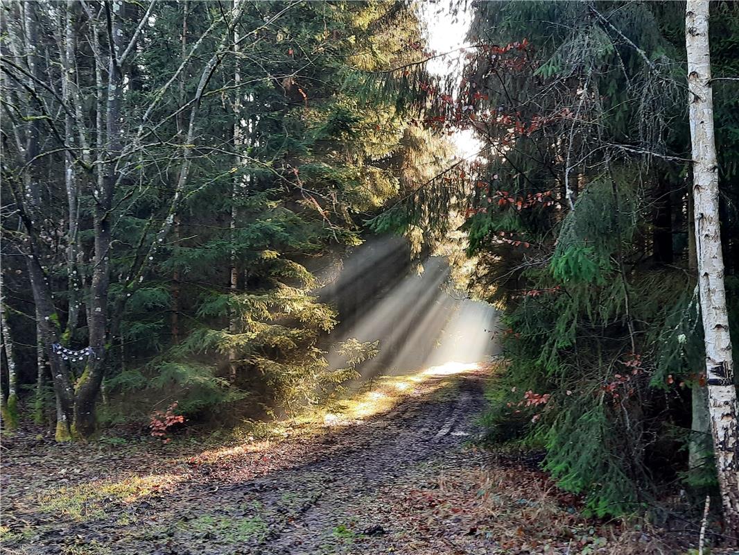 Erschienen Schönes Sonnenlichtspiel im Wald. Von Heiko Weiß aus Gäufelden.
