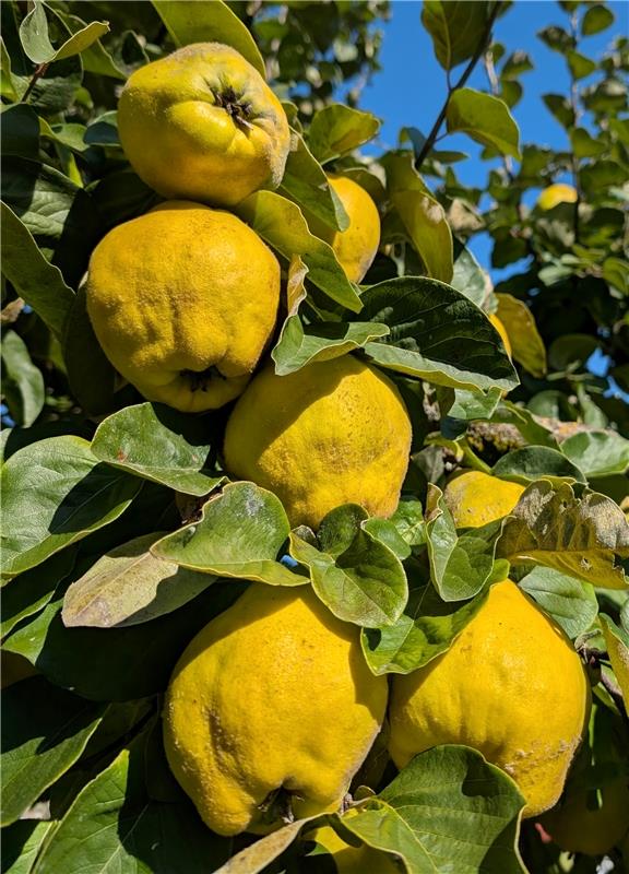 Erschienen: Unser Quittenbaum glänzt golden gelb!!  Von Uli Hafner aus Deckenpfr...