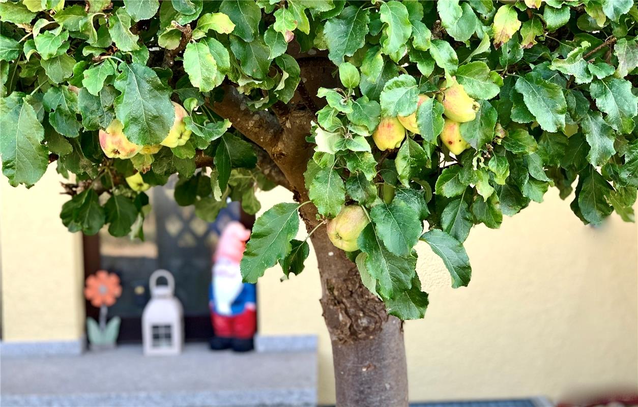 Erschienen Verstecken hilft nicht. Rein in den Strudel –  das ist des Apfels Pfl...