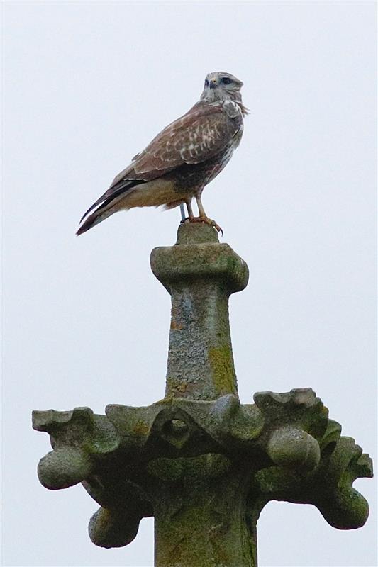Erschienen Wo gibts hier was Leckeres zu essen? Ein Mäusebussard steht auf dem D...