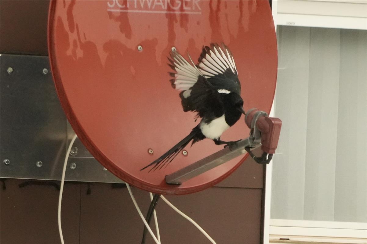 Erschienen am 14.06.  Der "Fliegende Reporter" bringt die neuesten Nachrichten. ...