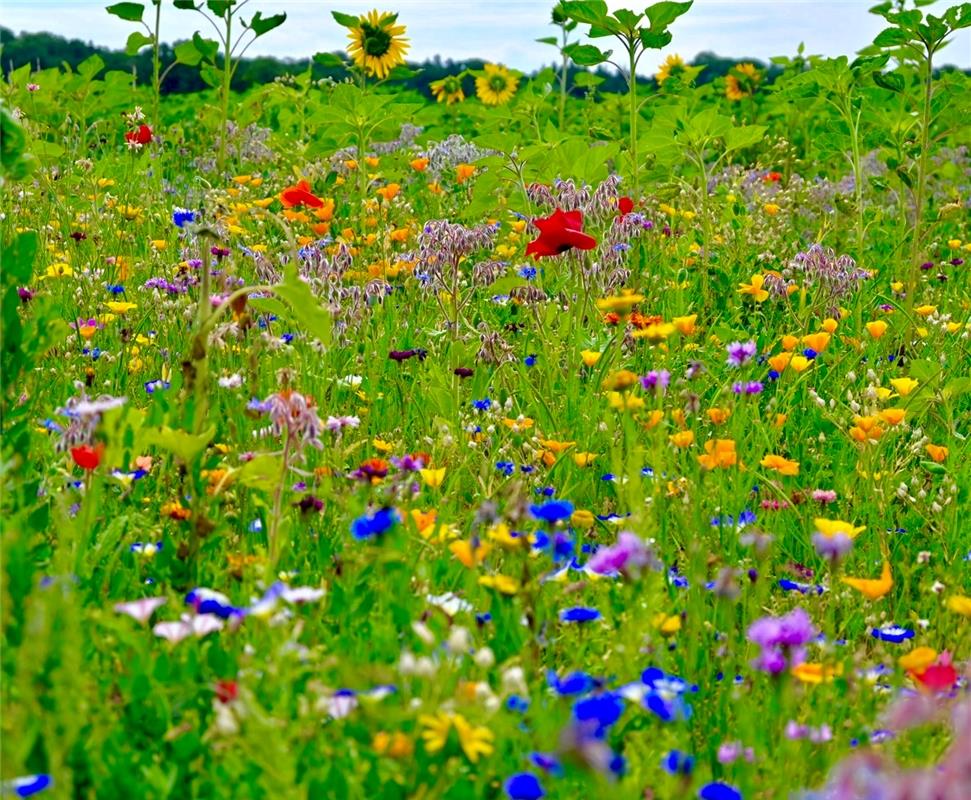 Erschienen am 30.7. Eiin buntes Blumenbeet. Von Eckbert Kaiser aus Hailfingen.