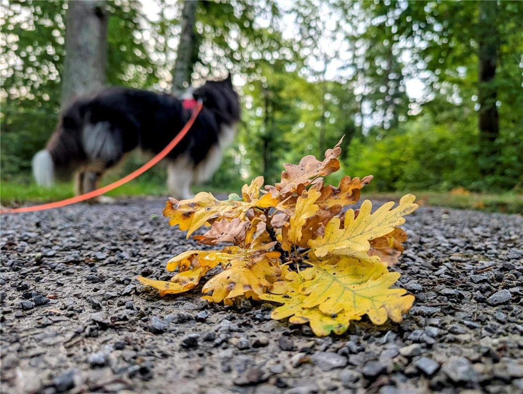 Erschienen, auch für Insta: Herbst im Kuppinger Wald.  Von Eva Althoff-Nüßle aus...