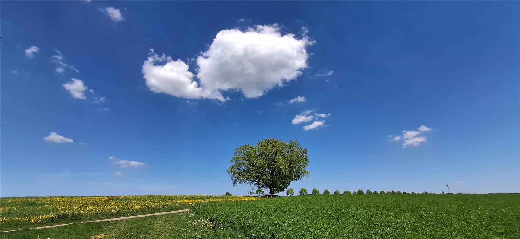 Erschienenn Bereit für eine Maiwanderung, die Schillerlinde in Deckenpfronn. Von...