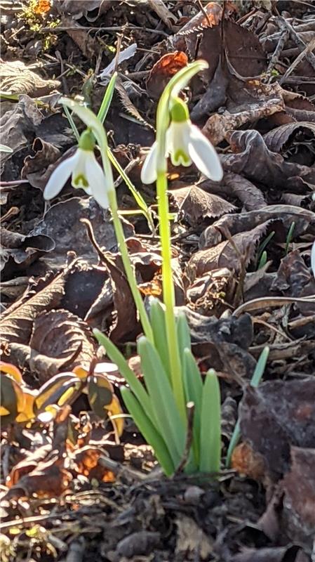 Erste Frühlingsboten erfreuen Susanne Marquardt in Herrenberg. 