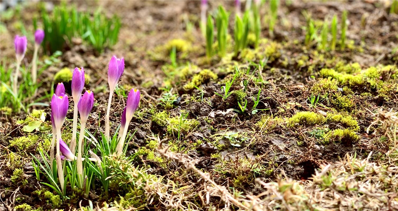 Erste Krokusse und viele andere Frühlingsboten sind gerade bei uns im Garten, be...