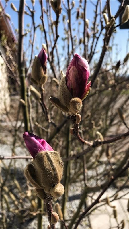 Erste Magnolienblüten trotzen dem Frost. Dieser Leserschnappschuss stammt von An...
