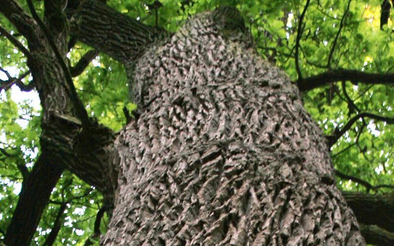 „Es gibt keine andere Baumart wie die Eiche, die so viel Licht zum Wachsen braucht“, betont Revierförster Ulrich Alber. GB-Foto: gb