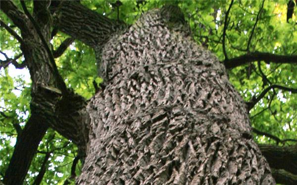 „Es gibt keine andere Baumart wie die Eiche, die so viel Licht zum Wachsen braucht“, betont Revierförster Ulrich Alber. GB-Foto: gb