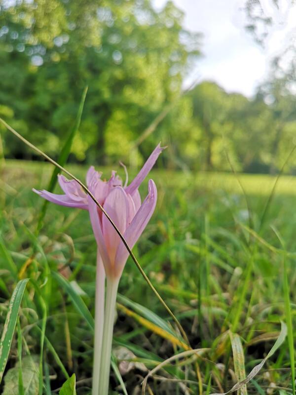 Es "herbstelet".  Von Ursula Schmid aus Gärtringen.