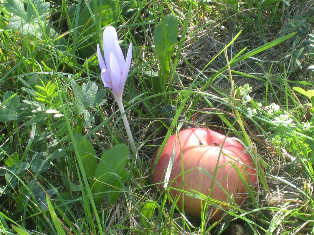 "Es 'herbstelt' SEHR früh", findet der Nebringer Frank Winter, der dieses Arrang...