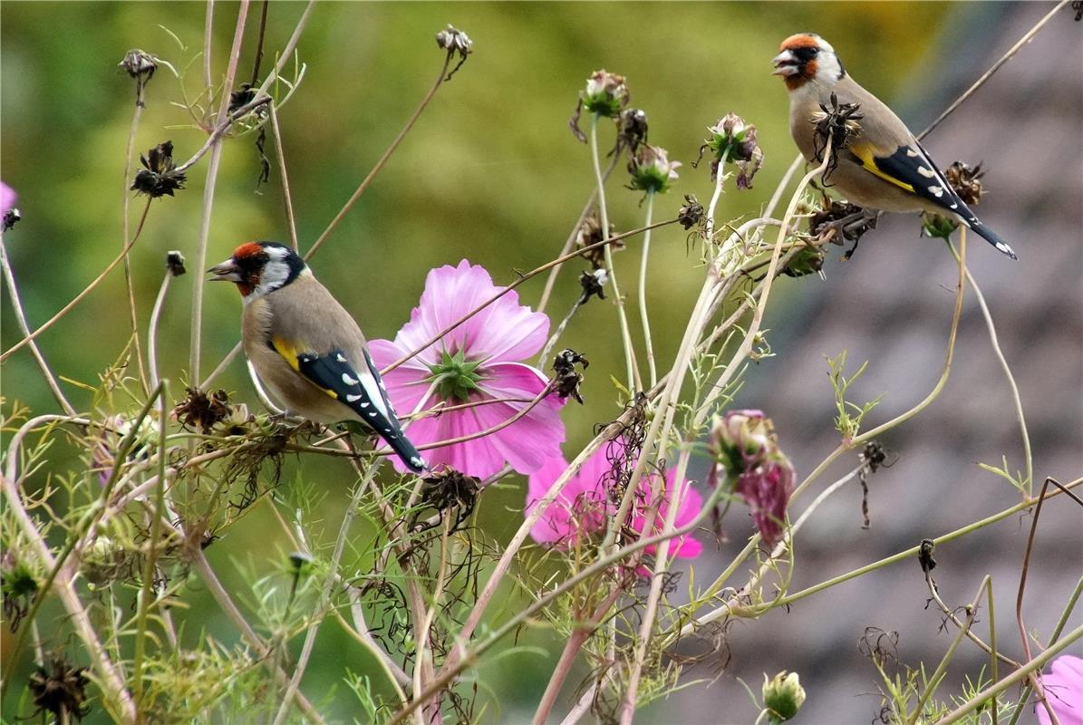 Es ist immer erfreulich, den bunten Stieglitz im Garten zu sehen. Noch schöner, ...