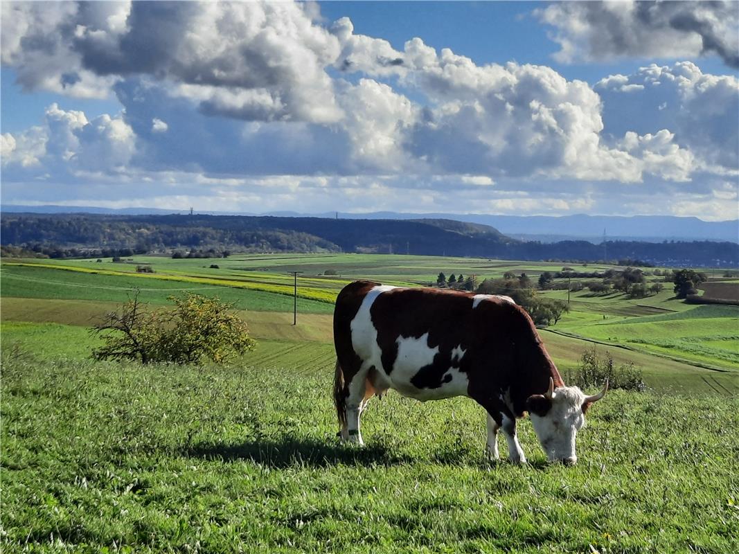 Es könnt so schön sein! Friedliches Grasen beim Heiligen Kreutz mit sonniger Aus...