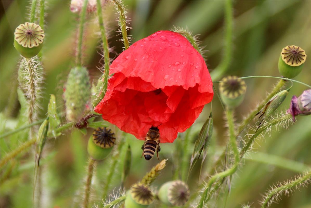 "Es regnet schon wieder - schnell verstecken im Bienenzelt", sagt Gundula Kleine...