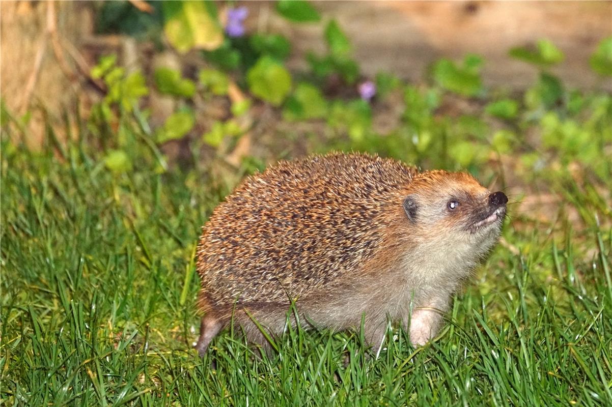 Es riecht nach Frühling! Von Sieghard Gillich aus Bondorf.