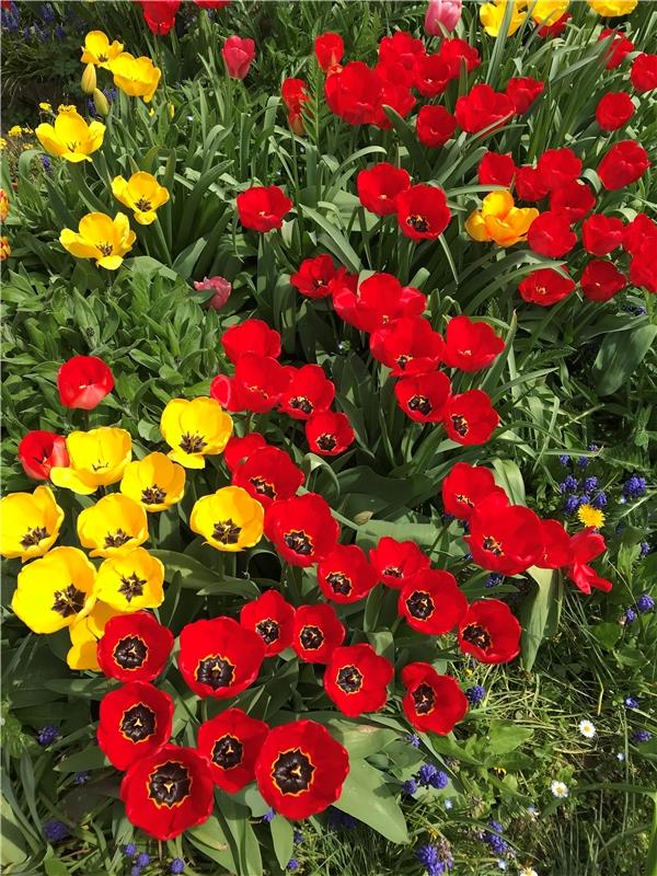 Es sind nicht die Tulpen aus Amsterdam – es sind die Tulpen in Gäufelden-Nebring...