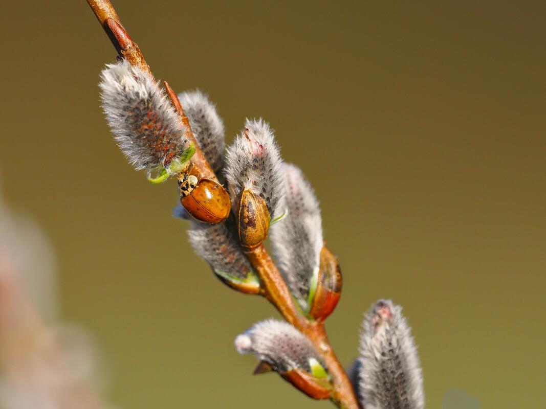 Es sprießt und knospet ...  Von Franz Weiß aus Rottenburg-Hailfingen.
