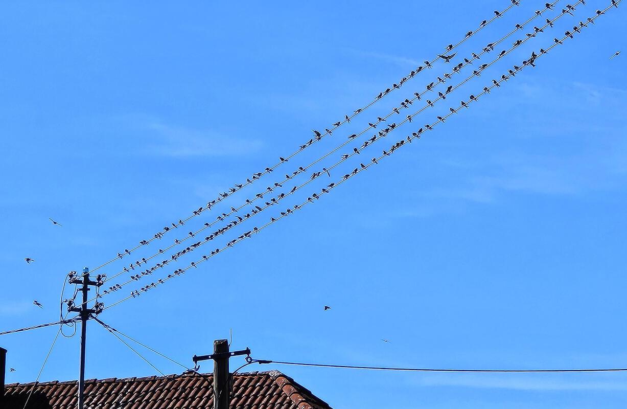 Es wird Herbst, die Schwalben sammeln sich und fliegen weg.   Von Klaus Müller a...