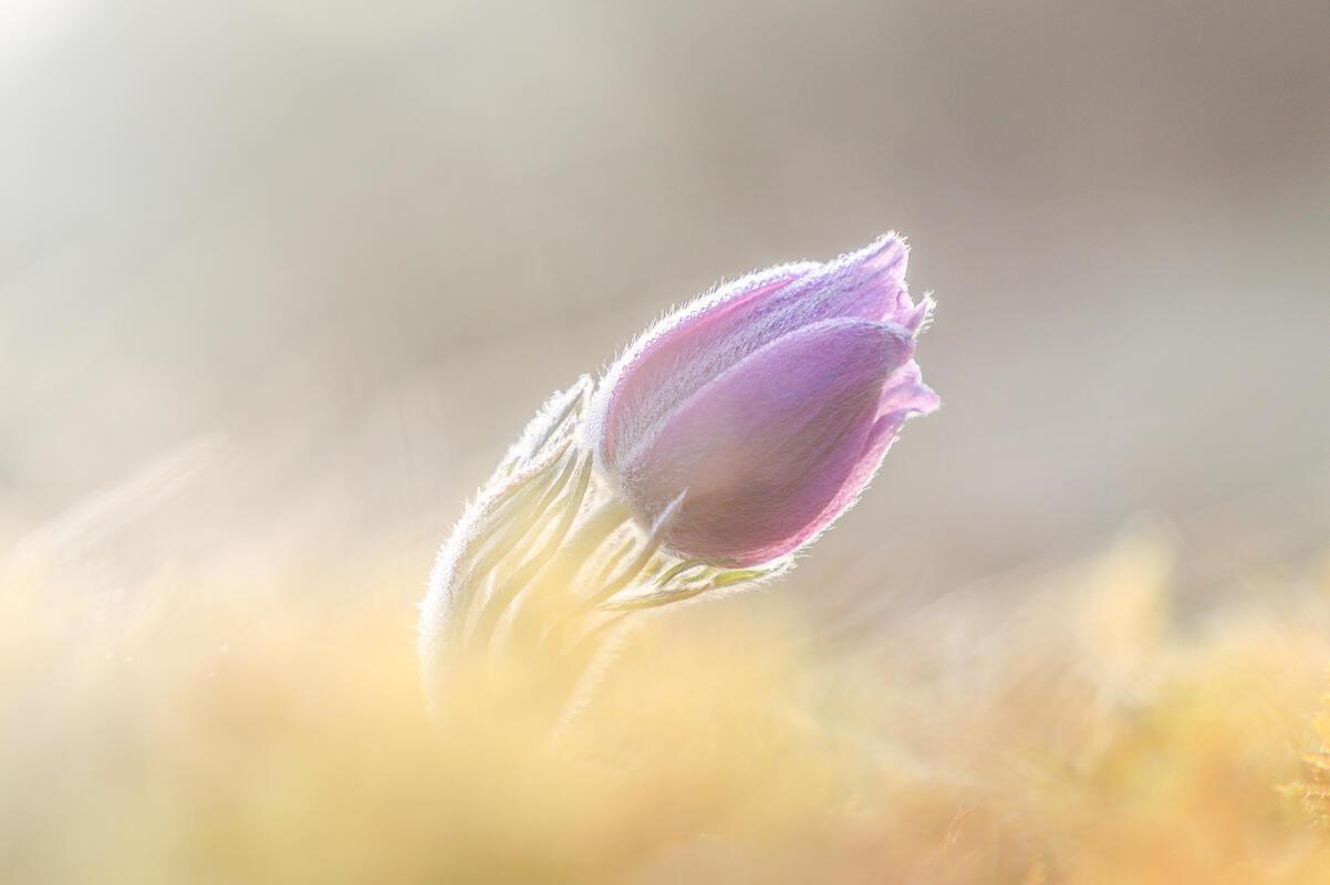 Es zeigen sich die ersten Küchenschellen ...  Von Natalie Politz aus Hildrizhaus...