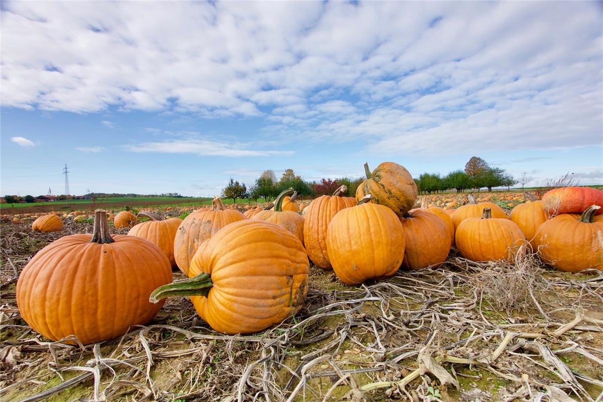 Eugen Zimmermann  erkennt in Bondorf: "Der Herbst ist sichtbar: Kürbis satt."