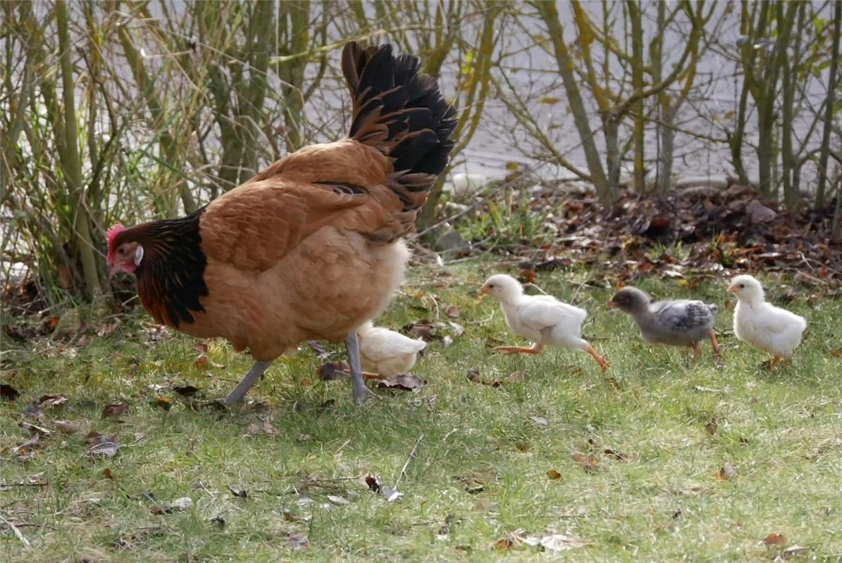 "Familie Huhn beim ersten Ausflug", sagt Mirjam Krämer aus Nufringen. "Da ist Sc...