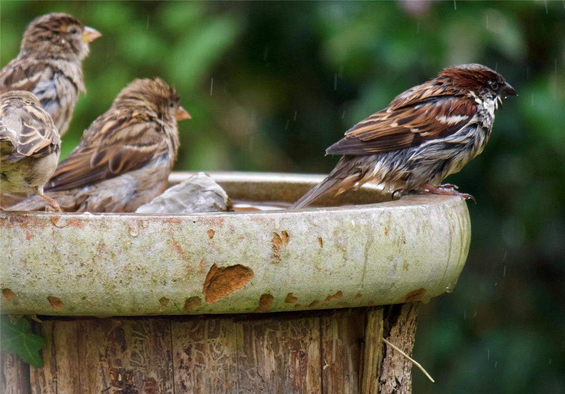 Familie Spatz beim Eisbaden im Garten von Eugen Zimmermann in Bondorf. 