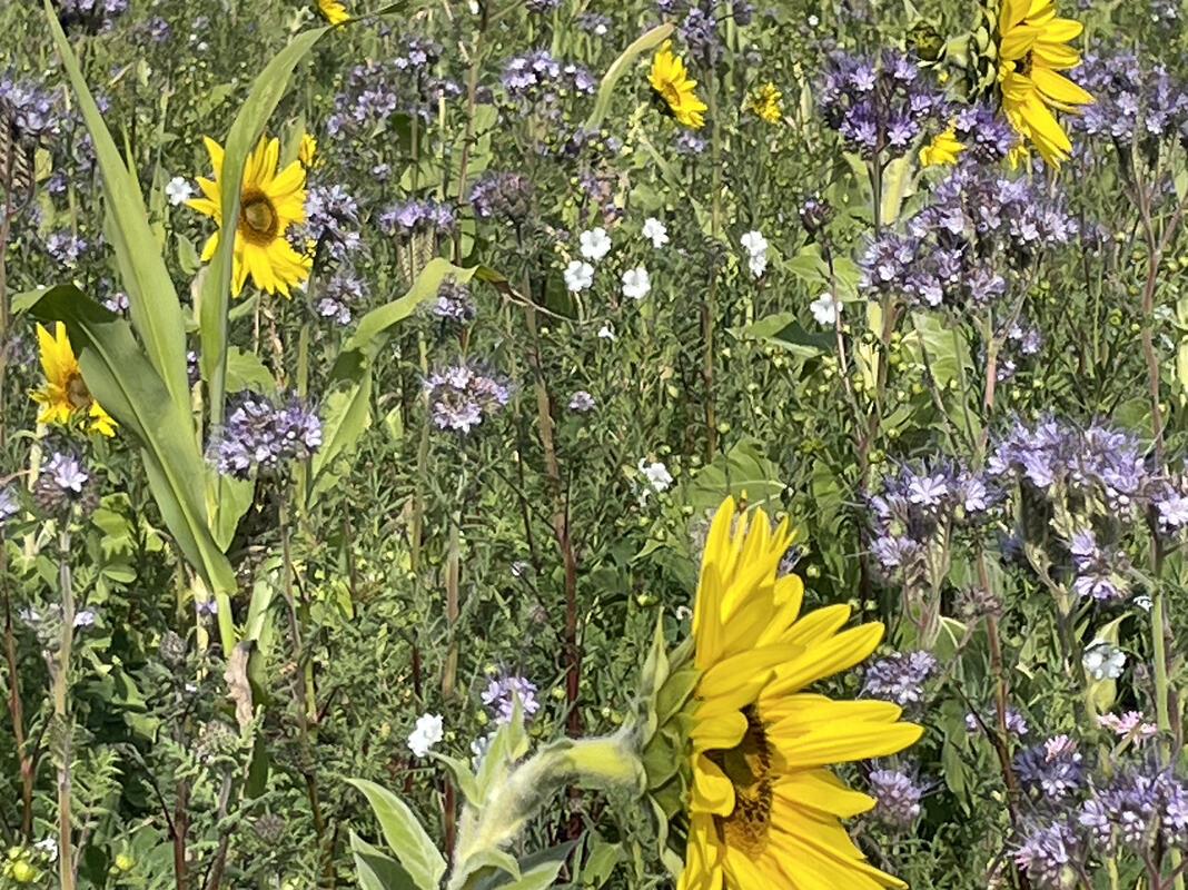 Farbenfroher Spätsommer.  Von Helga Schmickl aus Herrenberg.