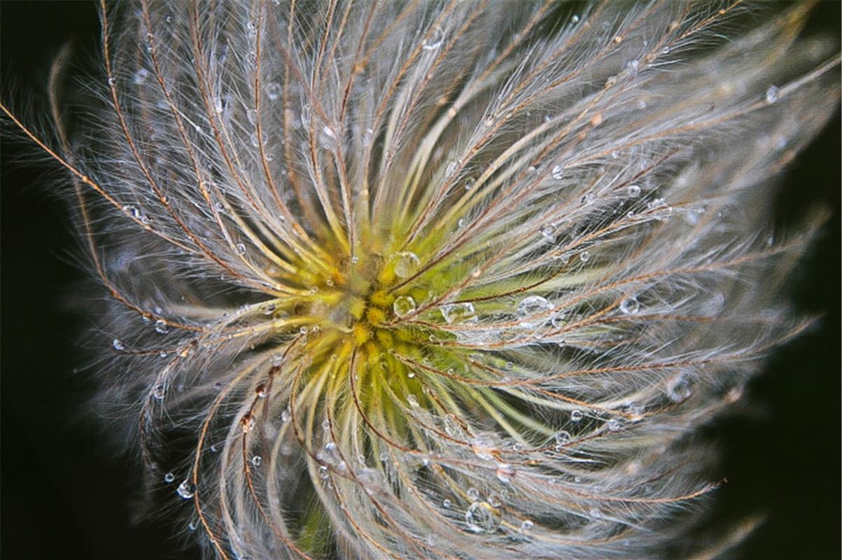 Federpuschelige Clematis. Von Natalie Politz aus Hildrizhausen.