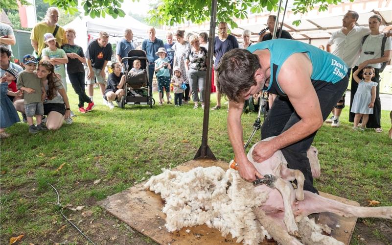 Felix Riedel zeigte, wie ein Schaf fachgerecht geschoren wird. GB-Foto: Vecsey