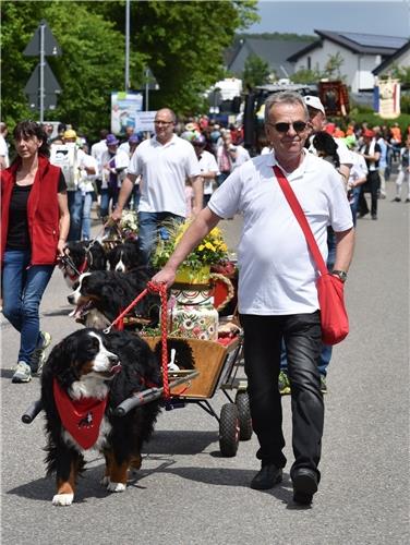 Festumzug zum Gültsteiner Ortsjubiläum Ende Mai: Werner Schneider (vorne rechts) an der Seite seines Zughundes GB-Foto: Vecsey