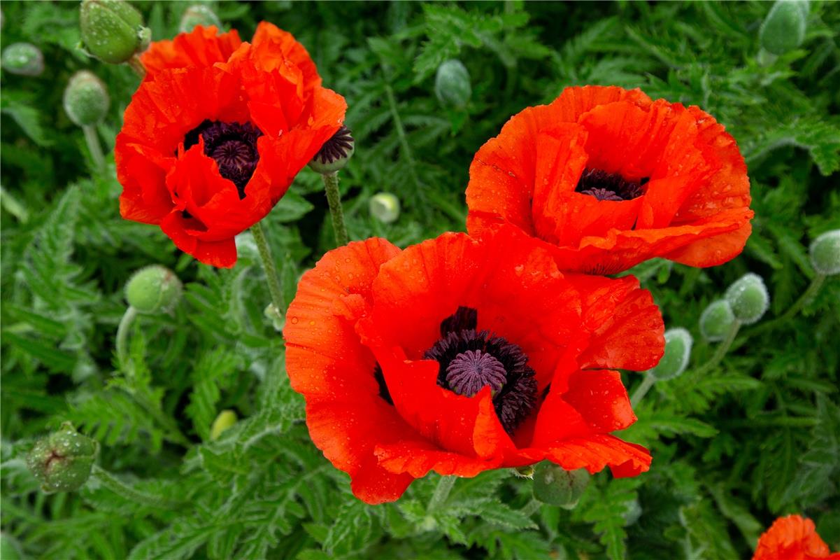 Feuerrot grüßt der Klatschmohn, den Gottfried Schäberle in Öschelbronn gesehen h...