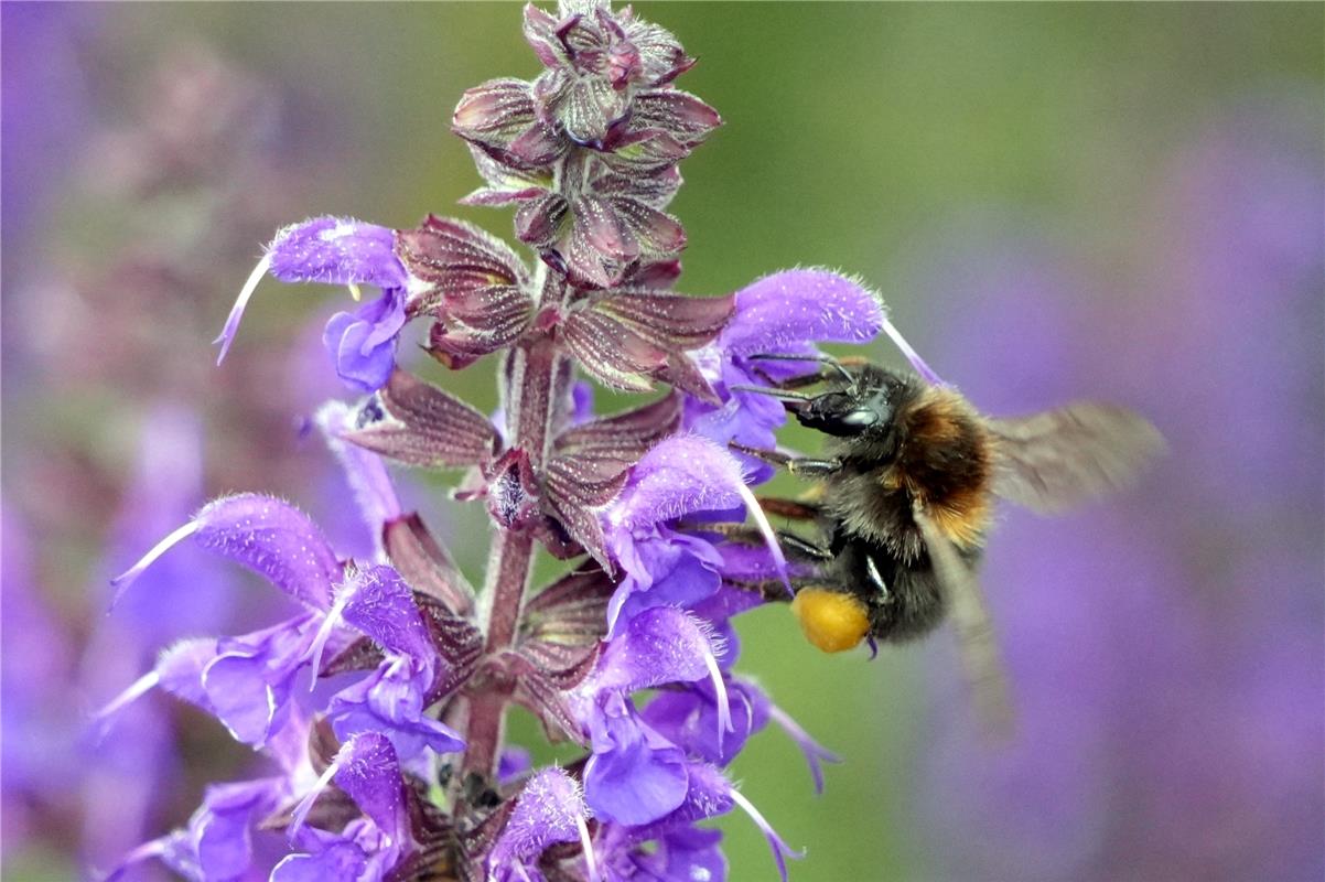 Fleißige Hummel, voll beladen.  Von Sieghard Gillich aus Bondorf.