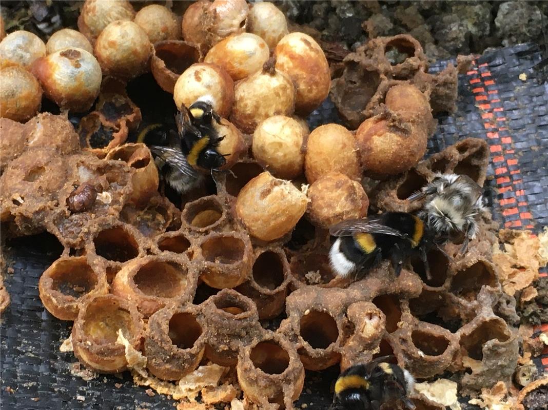 Fleißige Hummeln bei der Arbeit in ihrem Nest hat Ute Stimmler in Öschelbronn in...