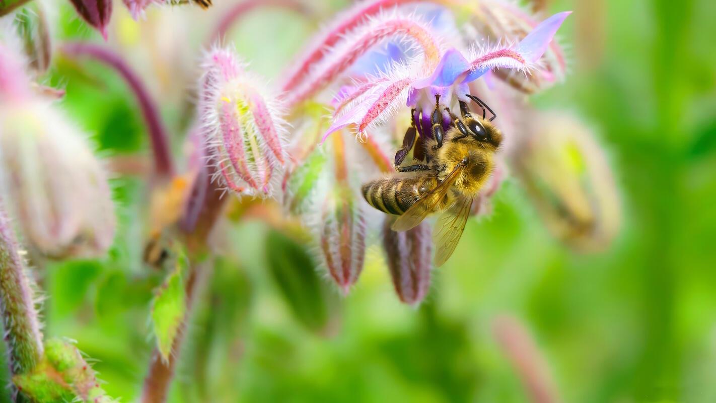 Fleißiges Bienchen bei der Arbeit.  Von Roman Pohl aus Gärtringen.