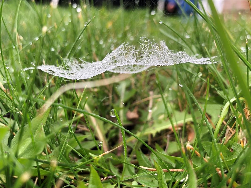 „Fliegender Teppich“ – ein von Tau benetztes Spinnennetz mal aus einer anderen P...