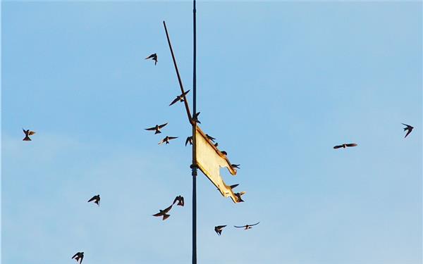 Flugakrobaten in Aktion: Zurzeit sammeln sich abends Schwalben an der Wetterfahne der Stiftskirche(aufgenommen von Dr. Christoph Öhm-Kühnle aus Herrenberg)