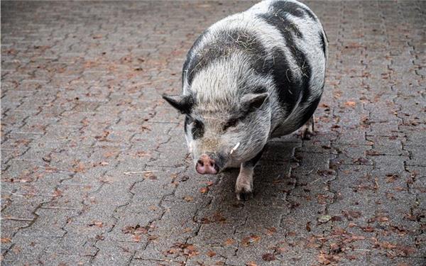 Freilauf: Dieses Schwein hat Schwein gehabt (gesehen in Tennental) GB-Foto: Schmidt