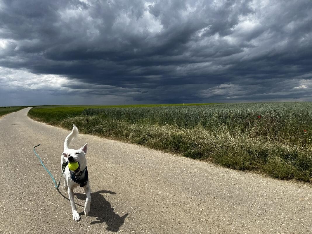 Frida walks on sunshine. Von Petra Sailer aus Reusten.